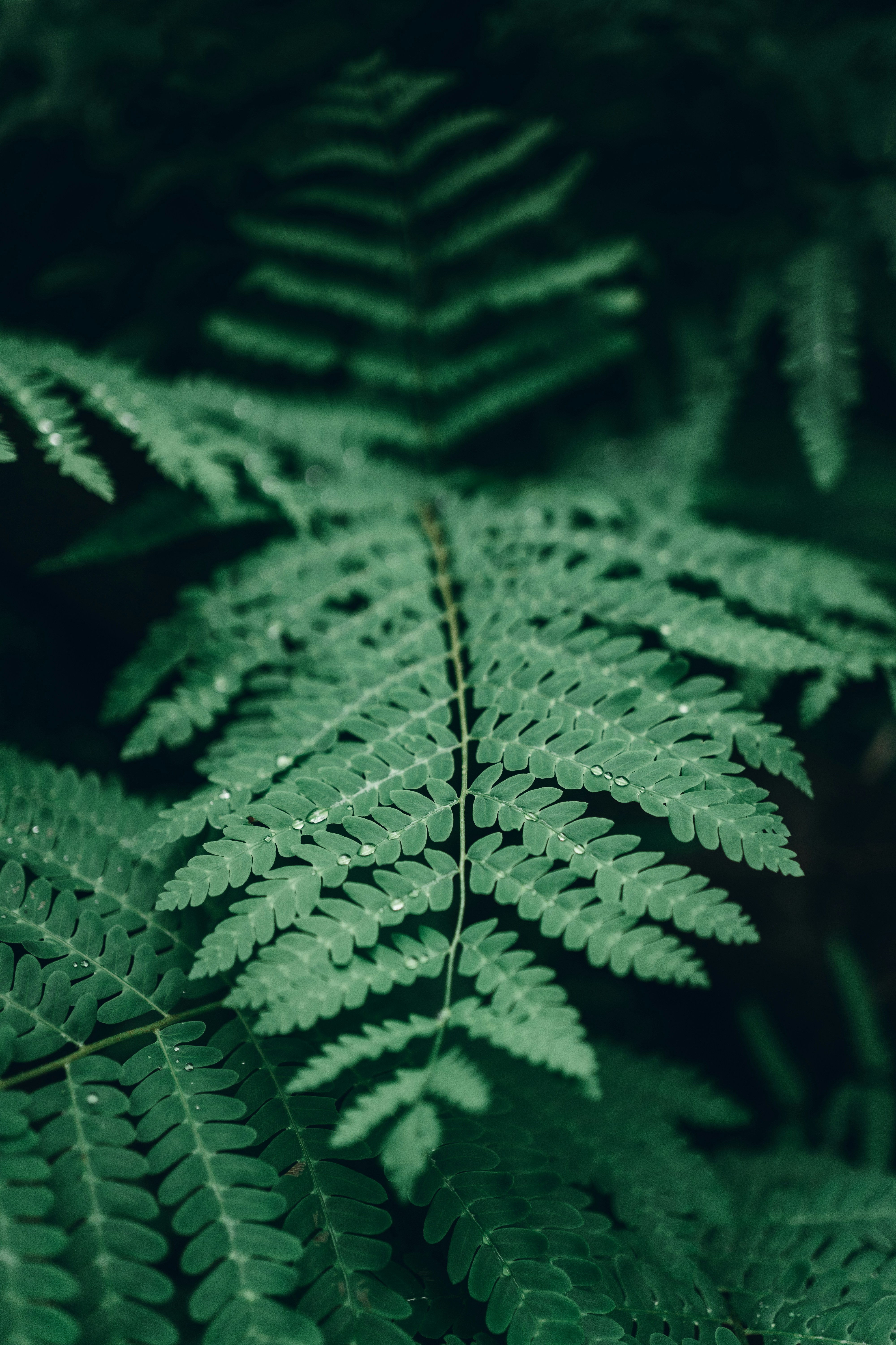 Photo by shaqhossain