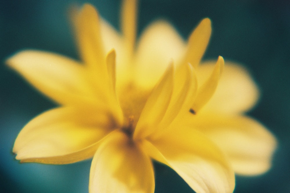 Flor amarilla y blanca en fotografía con lente macro