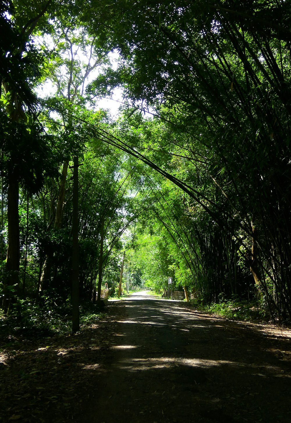 green trees on brown soil