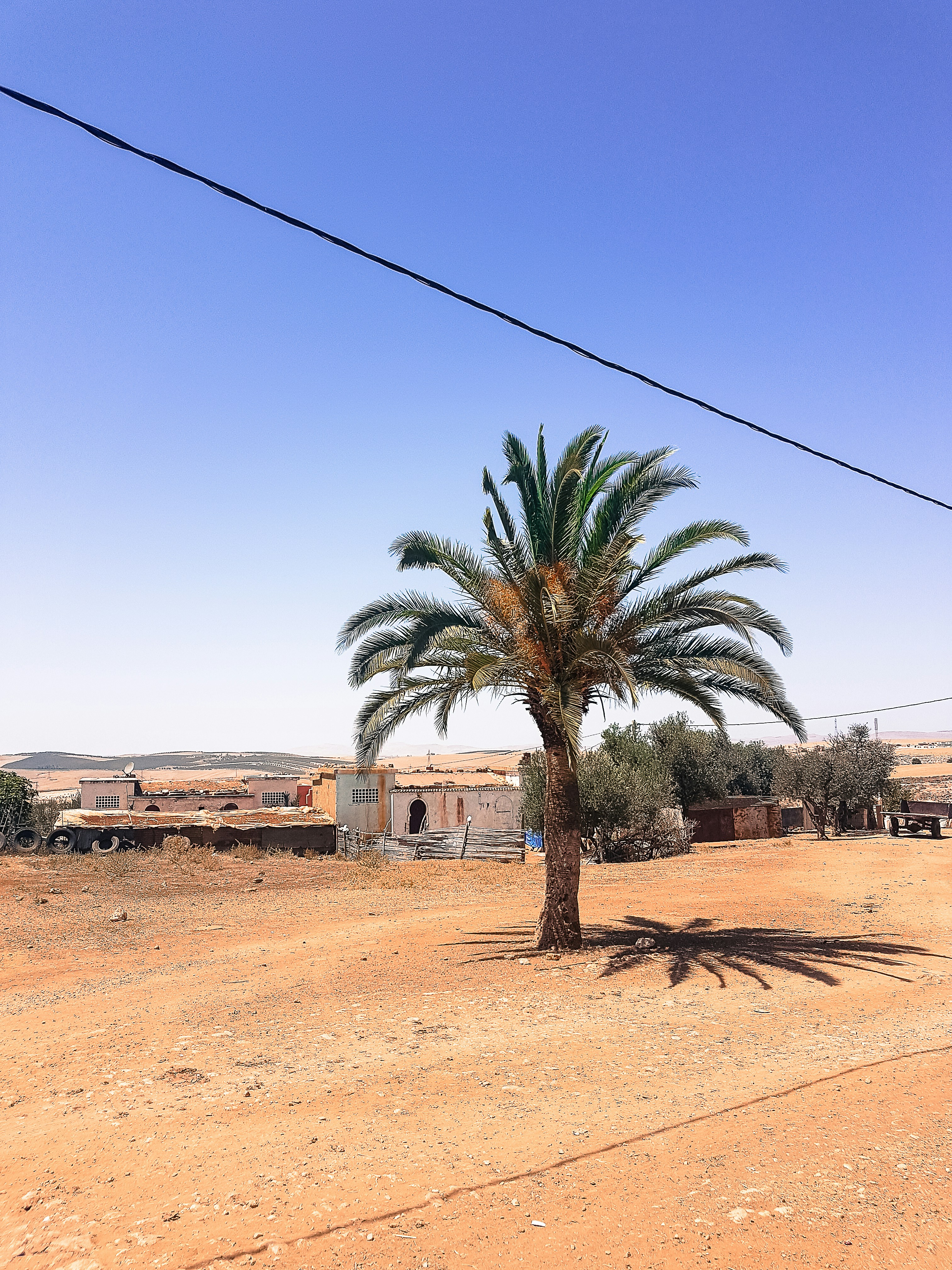 palm tree near white concrete building during daytime