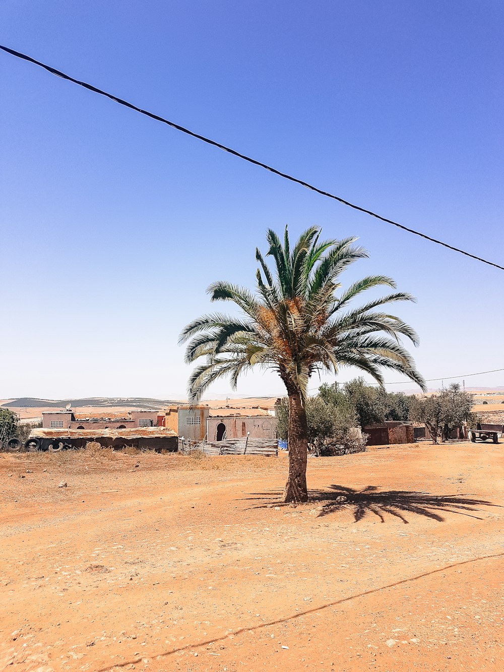 palm tree near white concrete building during daytime