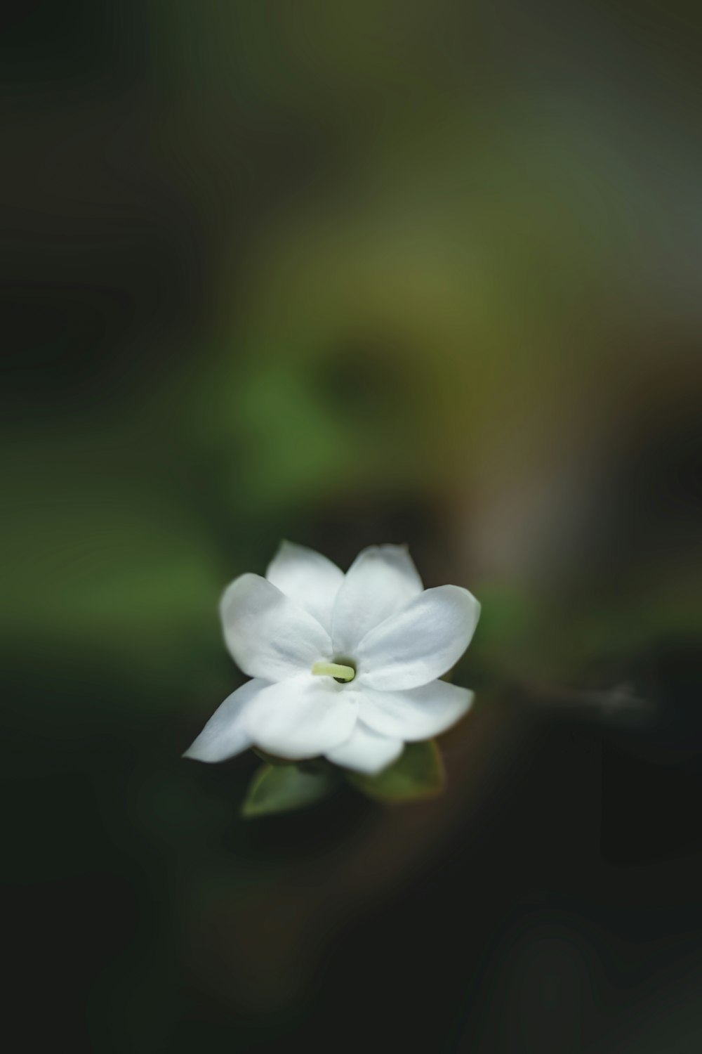 white 5 petaled flower in bloom