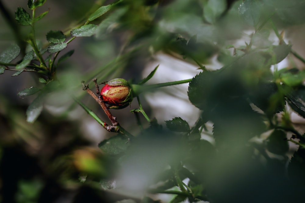 red flower bud in tilt shift lens