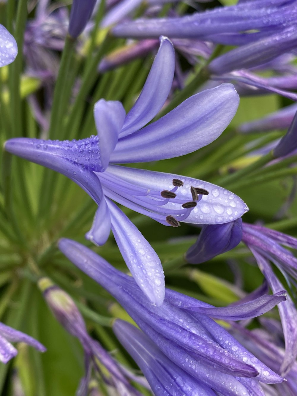 Fiore di croco viola in fiore durante il giorno