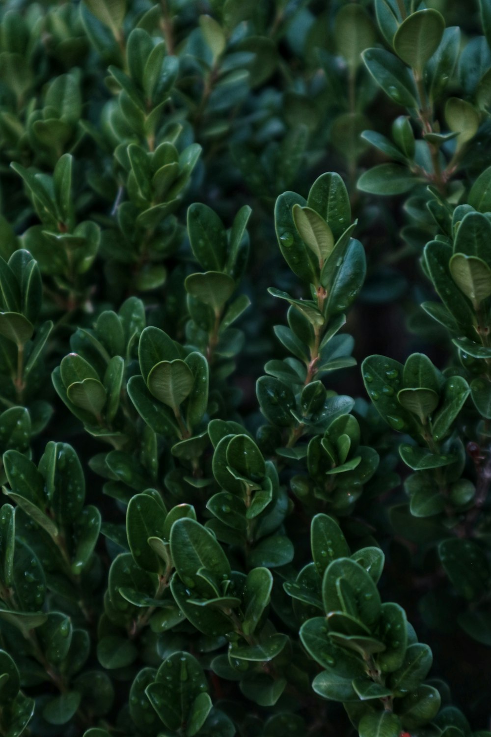 Planta verde y blanca durante el día