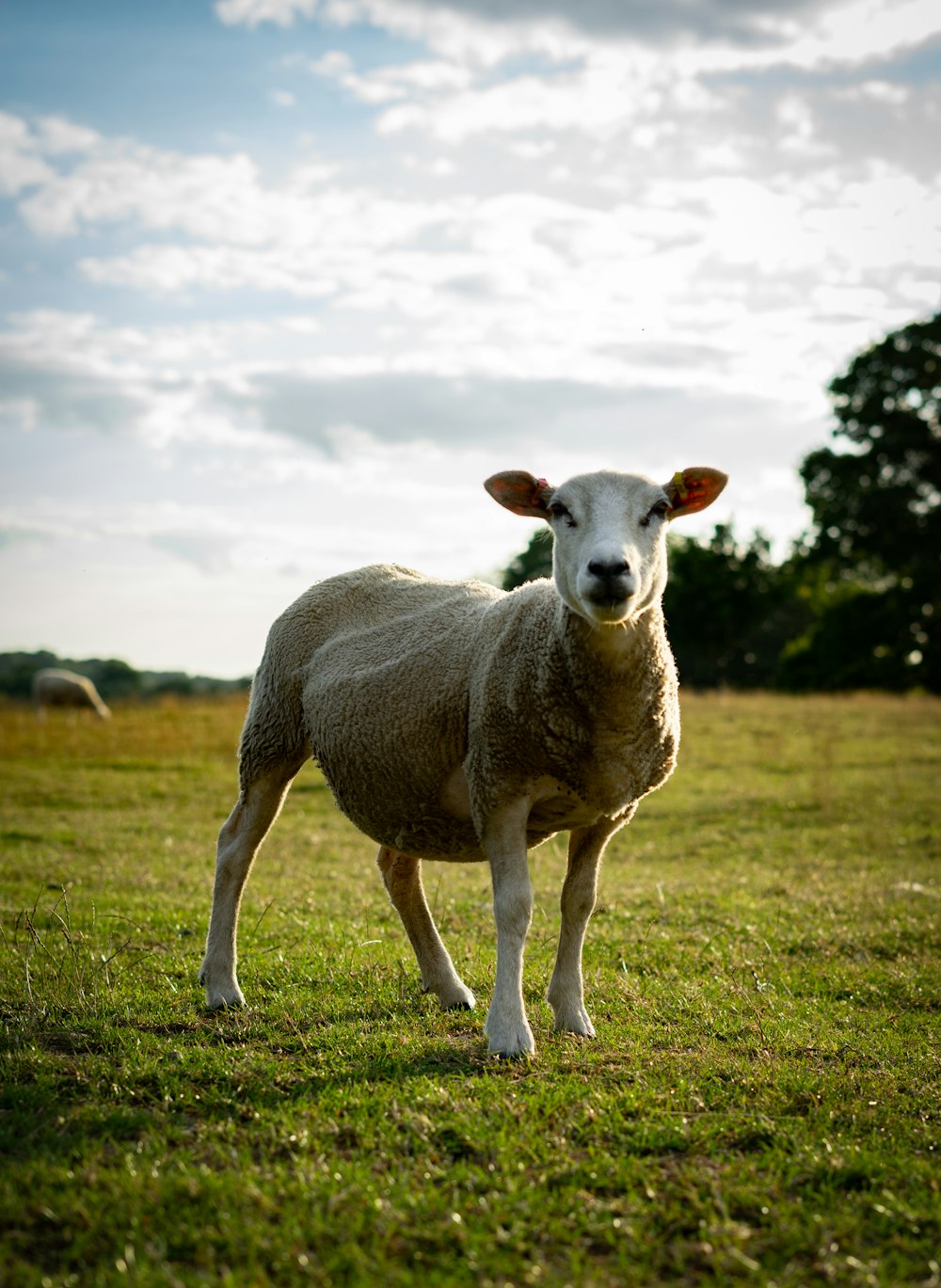 brown and white sheep on green grass field under white clouds during daytime