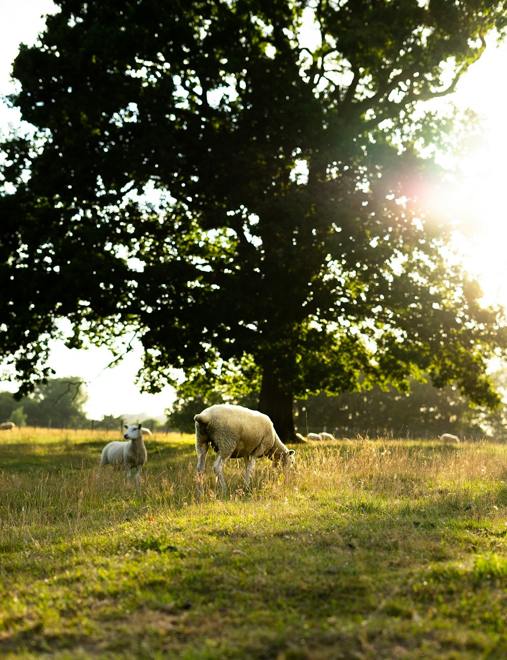 white sheep on green grass field during daytime