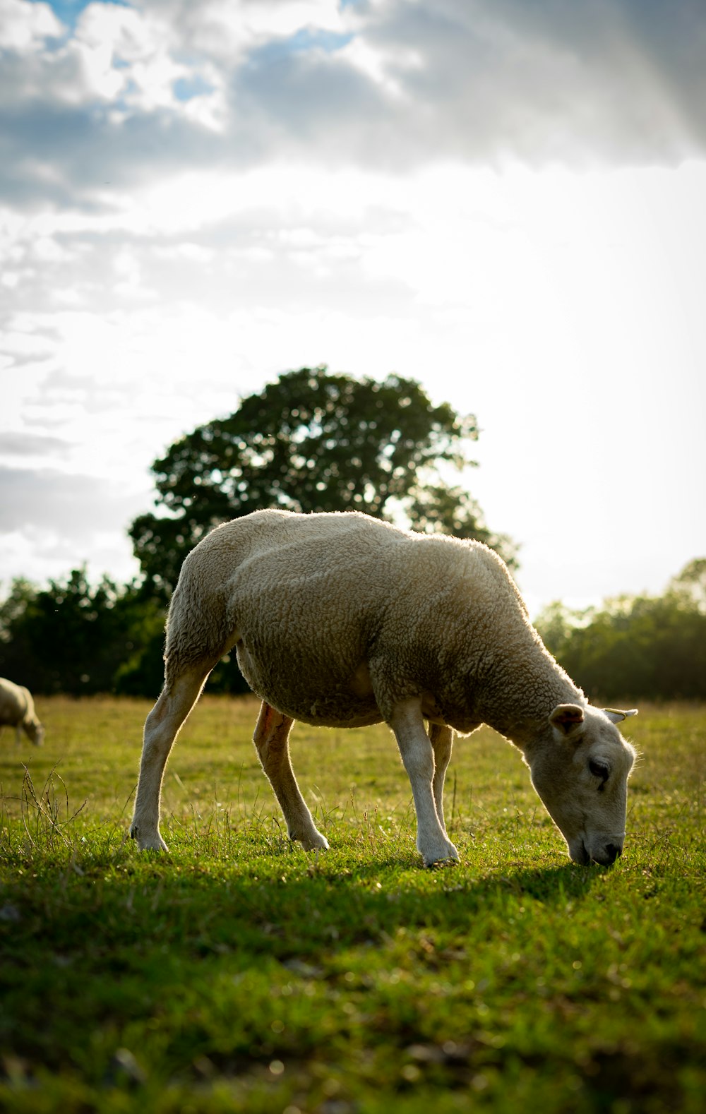 white and brown horse on green grass field during daytime