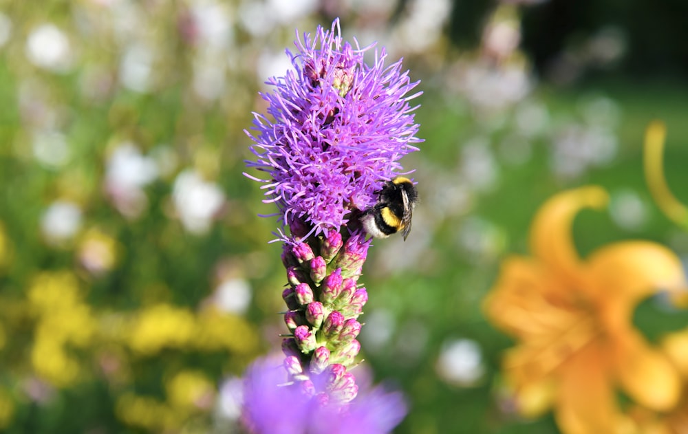 black and yellow bee on purple flower during daytime