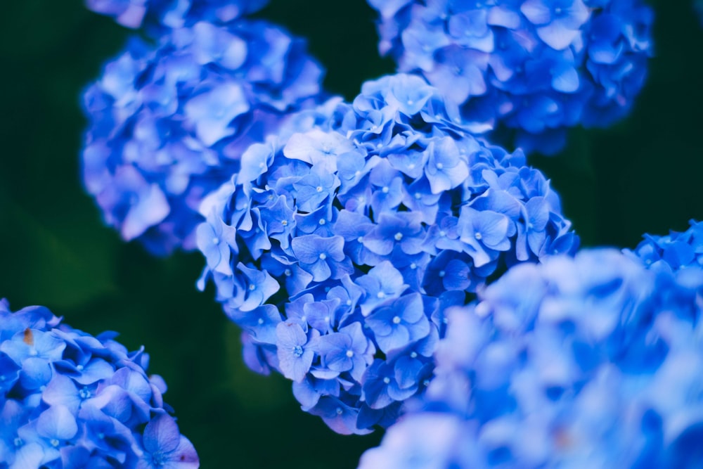Flor azul en lente macro