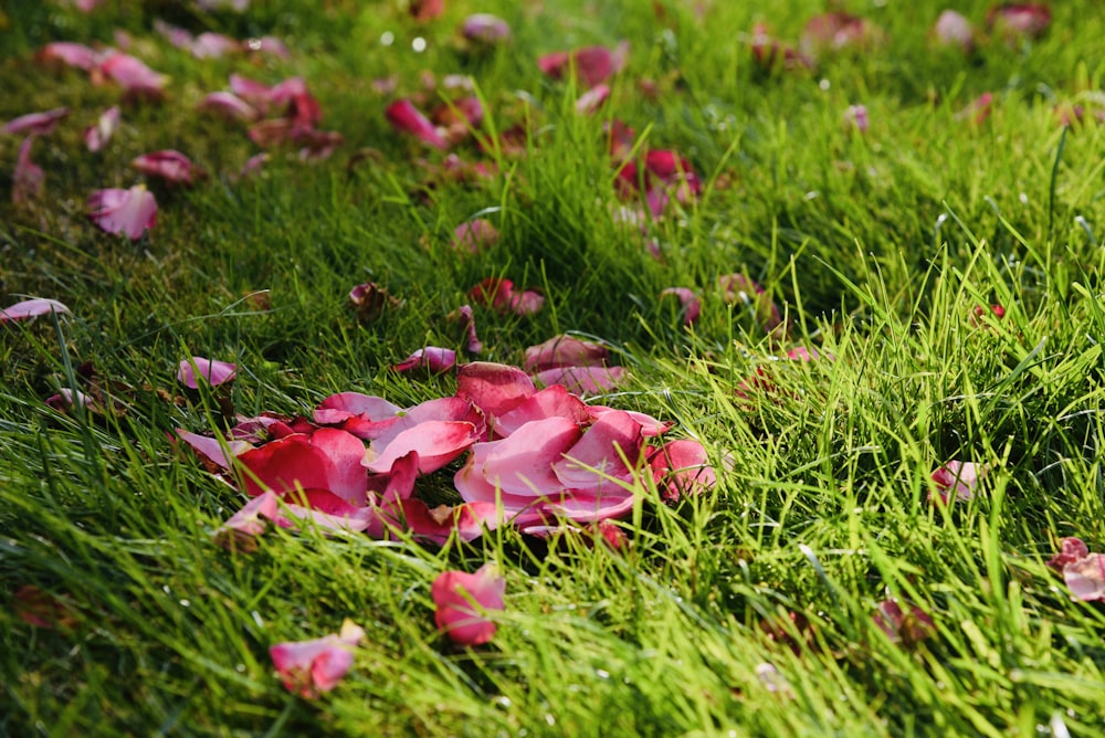 red flowers on green grass during daytime