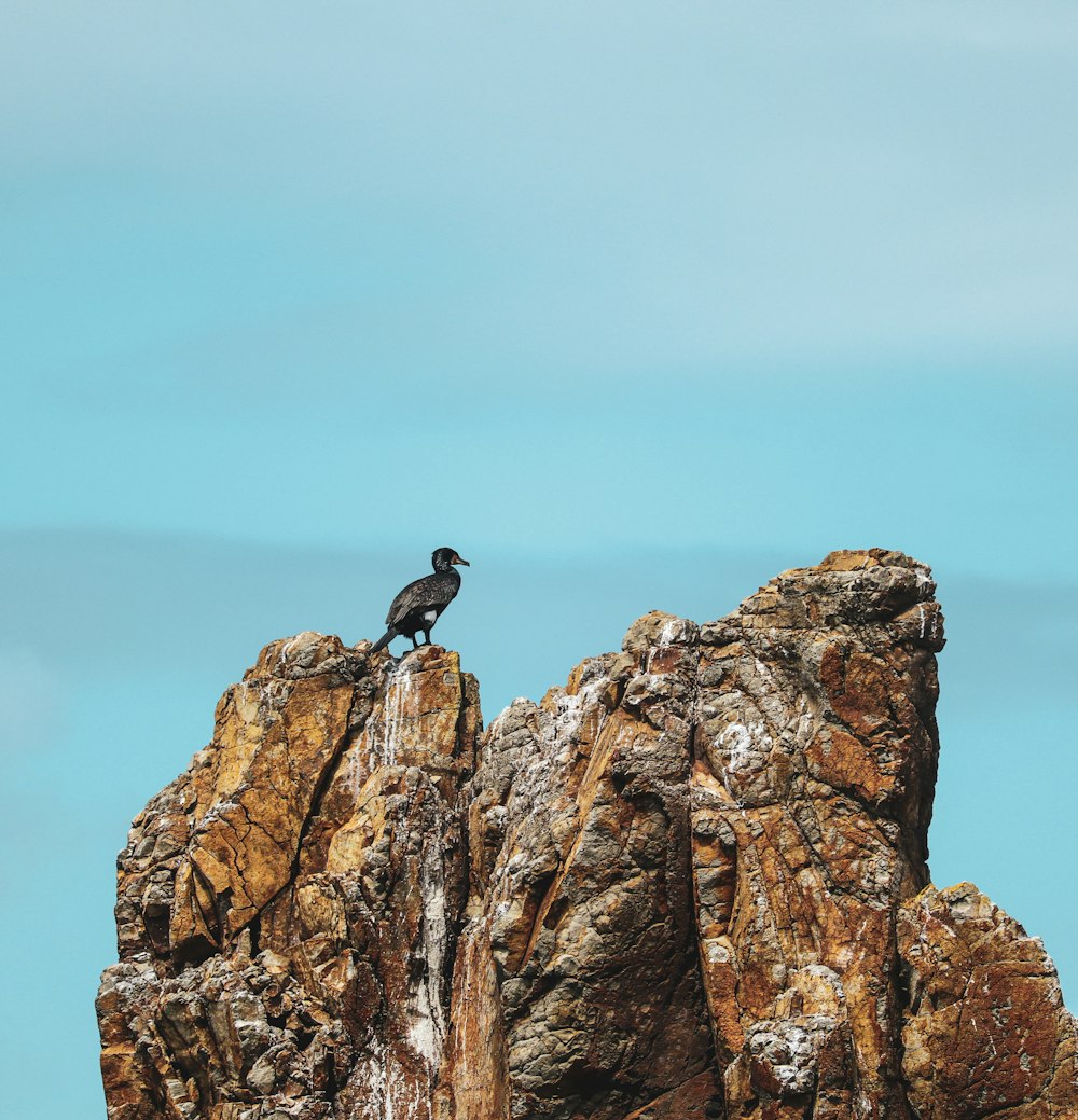 black bird on brown rock during daytime