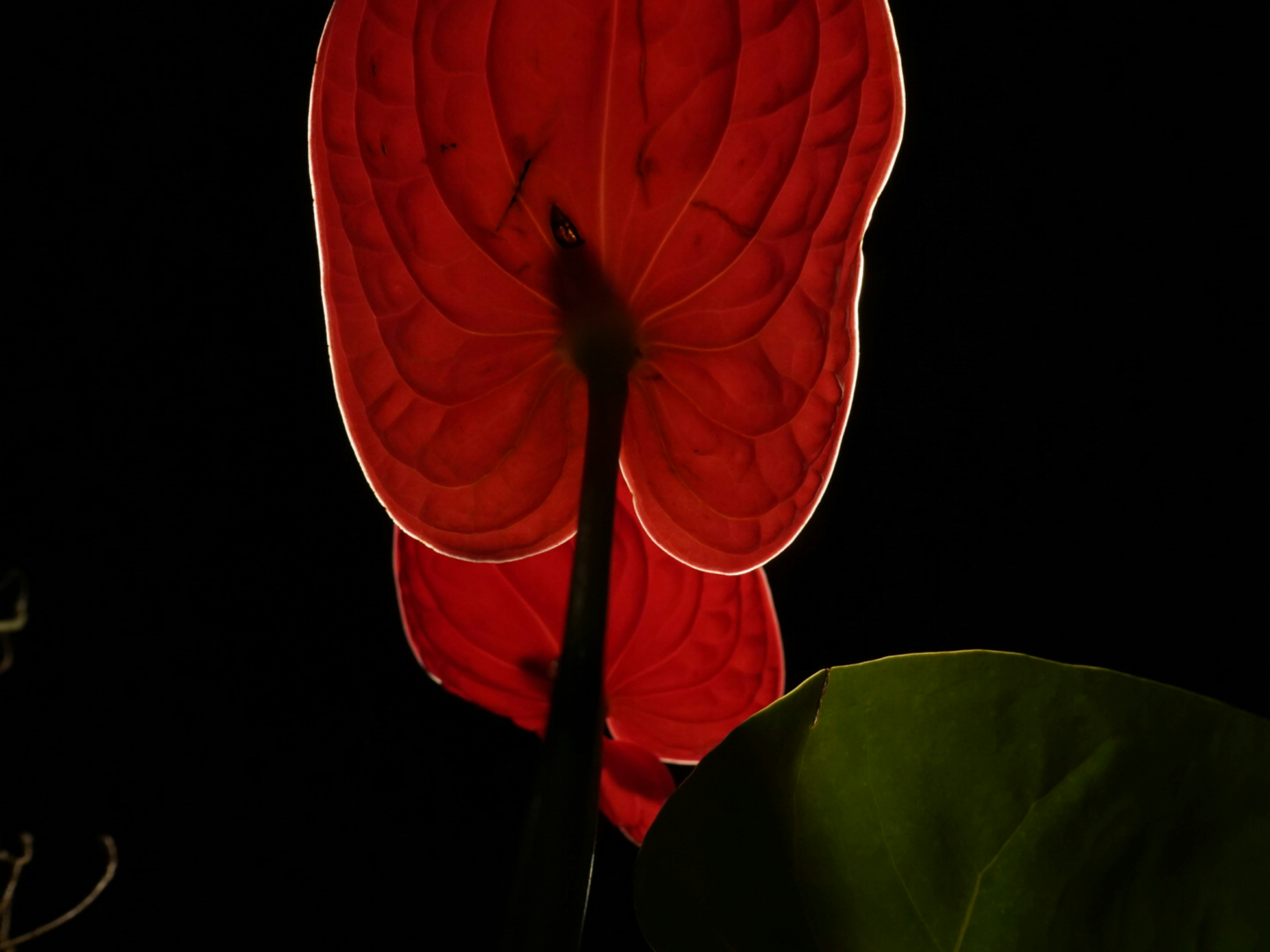 Anthurium アンスリウム