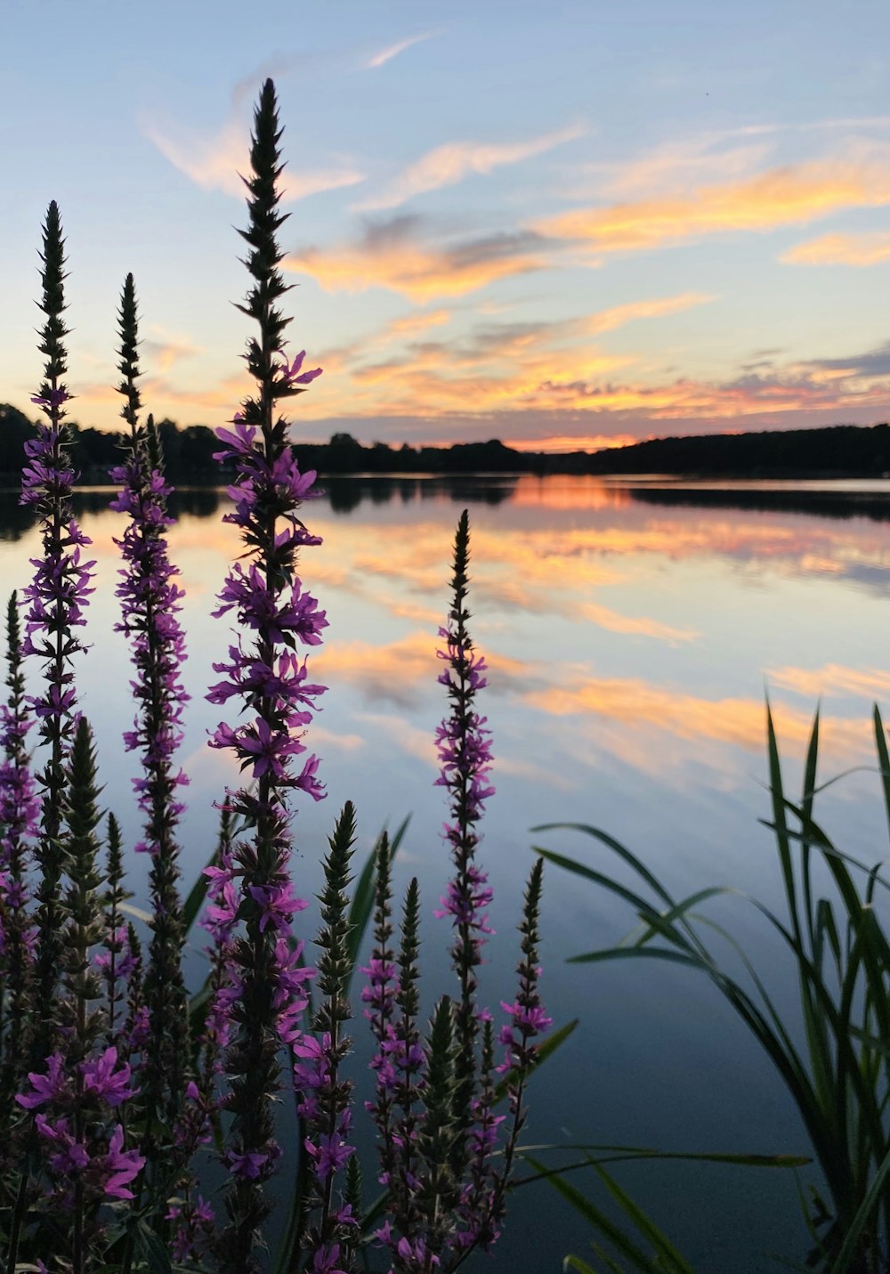 purple flowers in front of a body of water