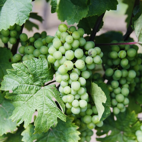 green grapes in close up photography