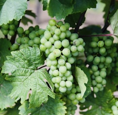 green grapes in close up photography
