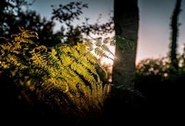 green leaves on tree trunk during daytime