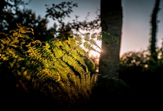 green leaves on tree trunk during daytime