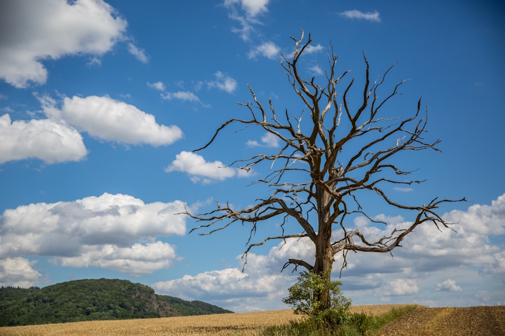 leafless tree on green grass field under blue sky and white clouds during daytime