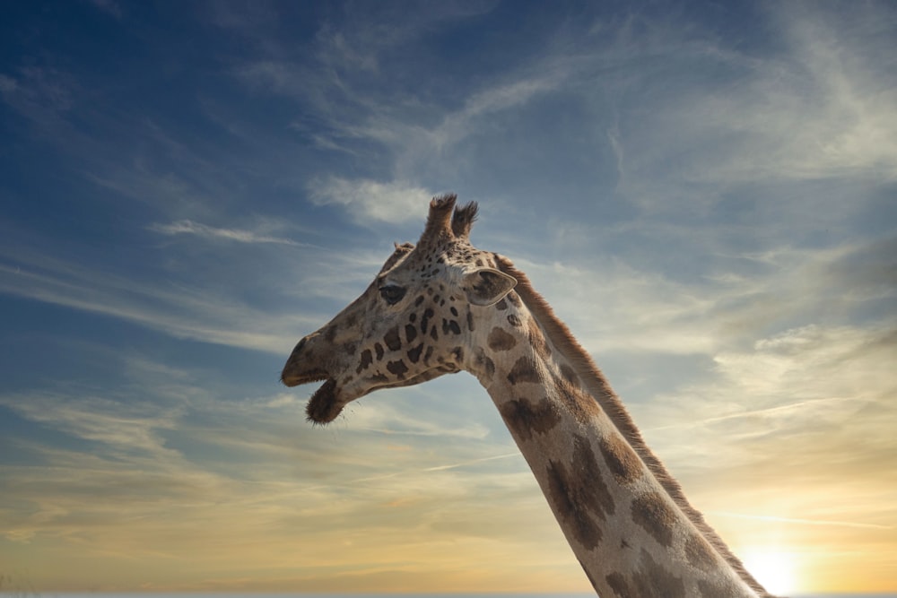 girafe sous le ciel bleu pendant la journée
