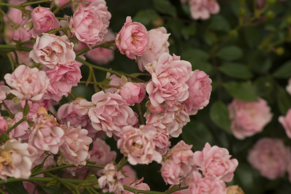 pink flowers in tilt shift lens