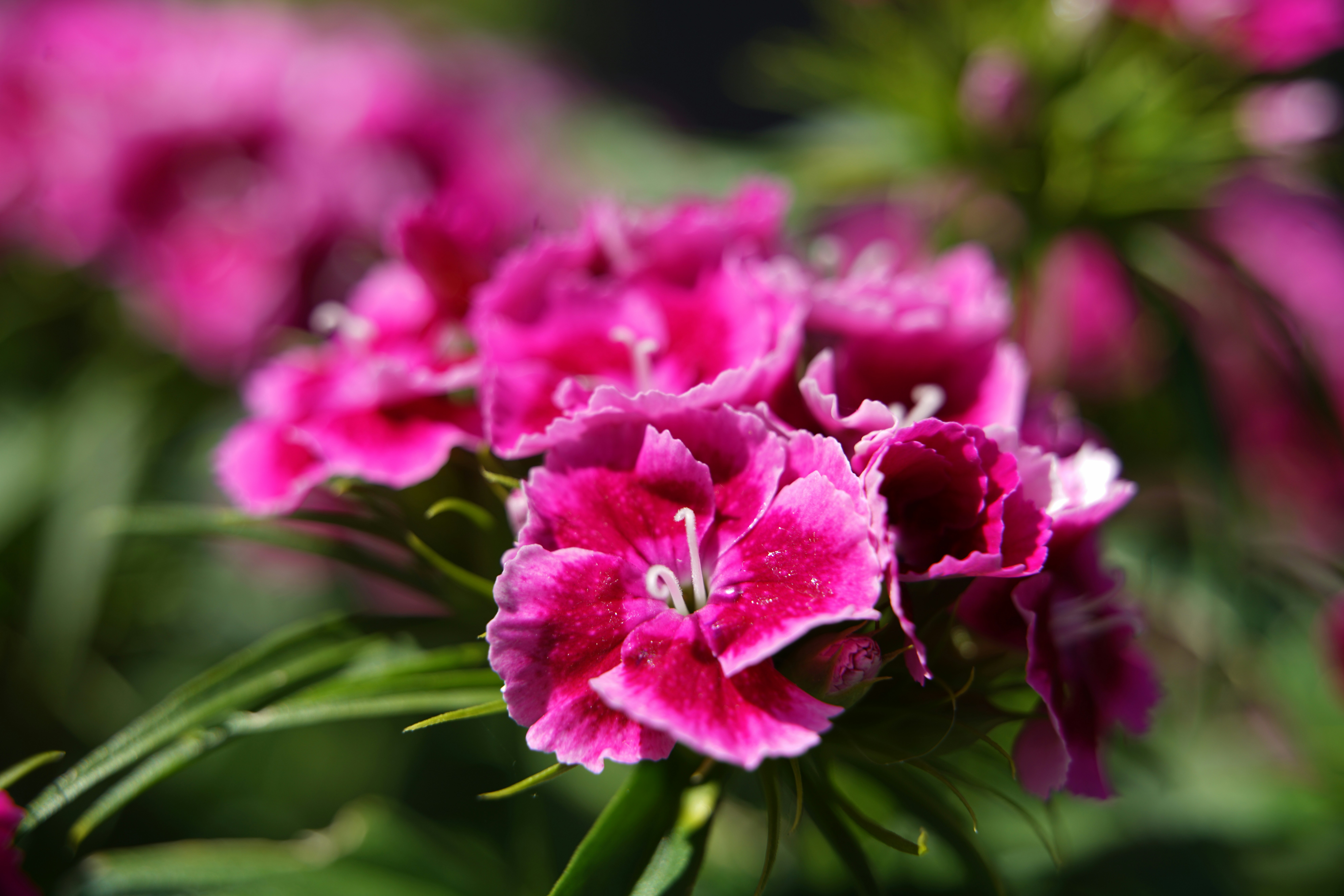 fleurs roses dans une lentille à bascule