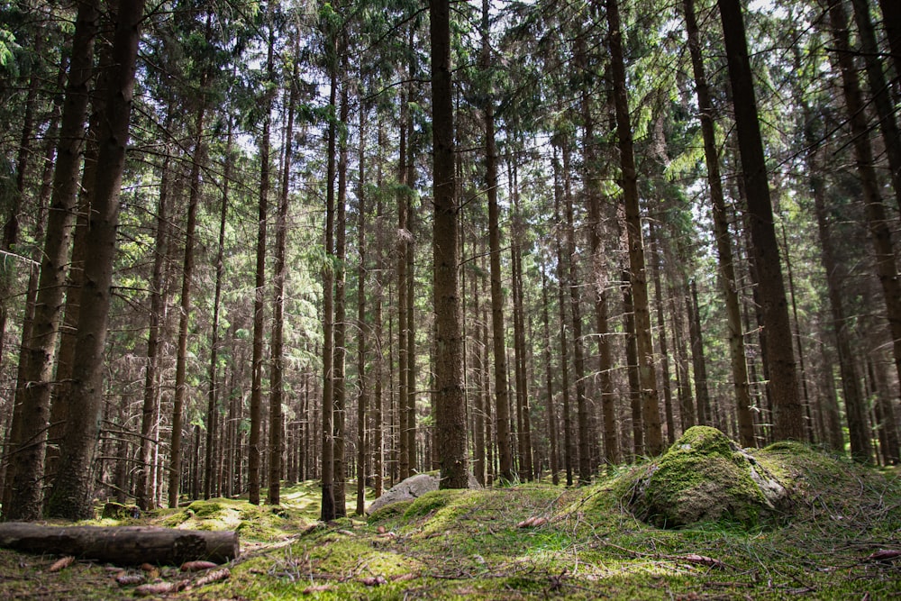 green grass and trees during daytime