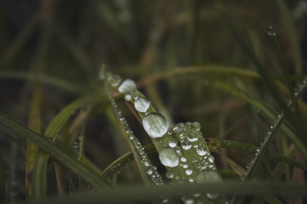 gotas de agua en una planta verde