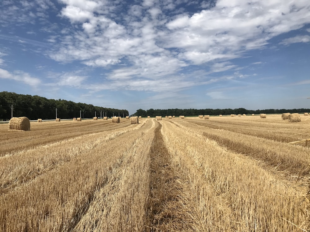 brown grass field under blue sky during daytime