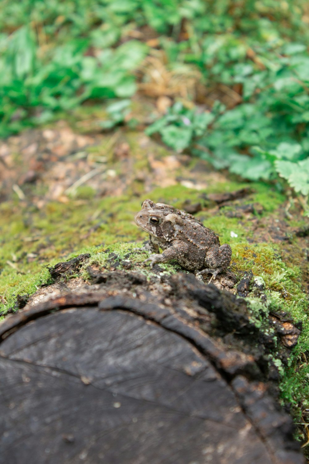 brown frog on brown tree trunk