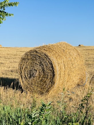 brown hays on green grass field under blue sky during daytime