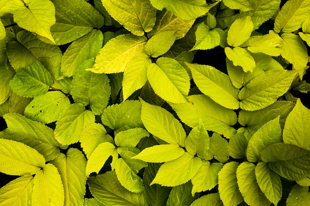 folhas verdes na fotografia de perto