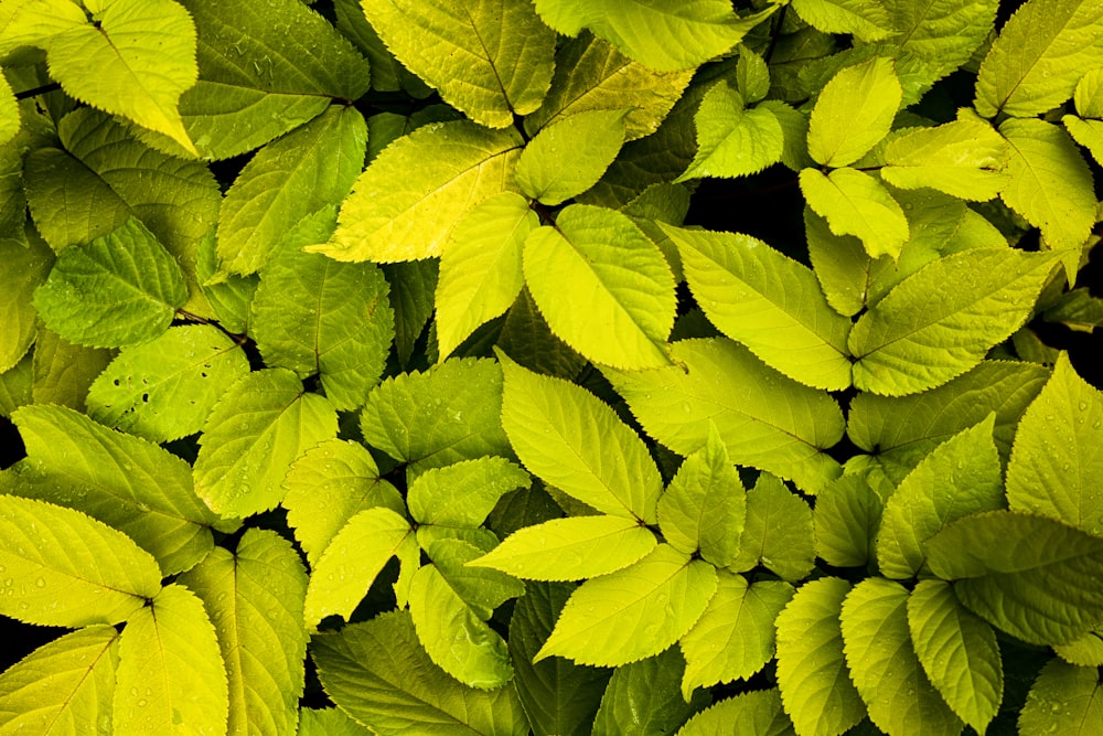 Hojas verdes en la fotografía de primer plano