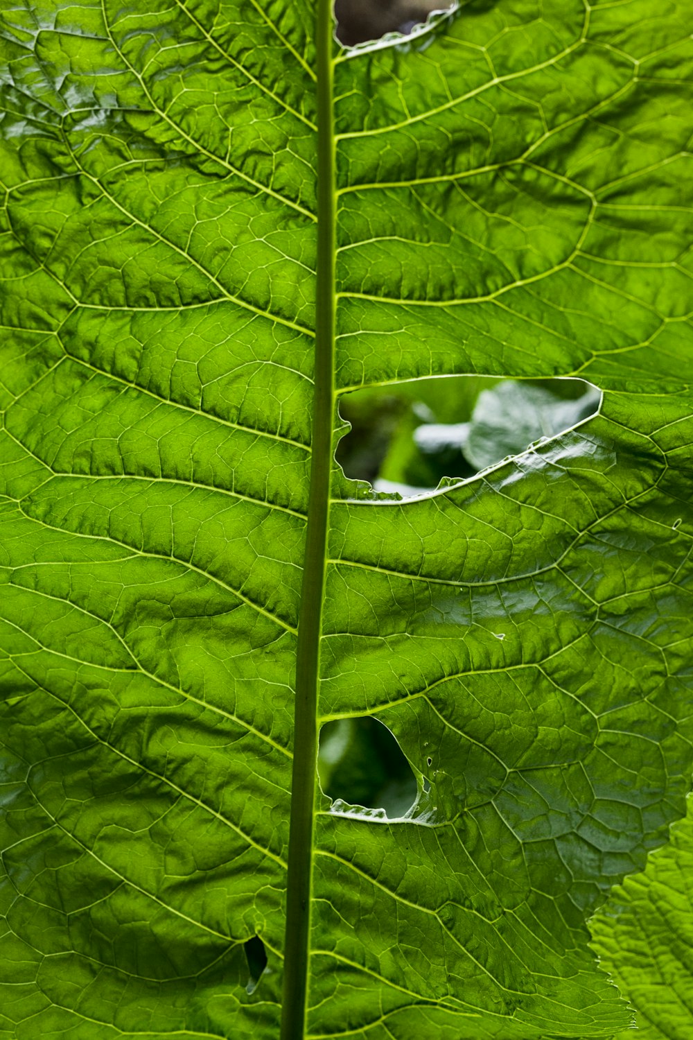 green leaf plant in close up photography