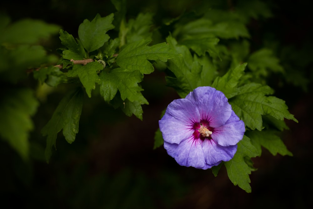 fleur violette dans une lentille à bascule