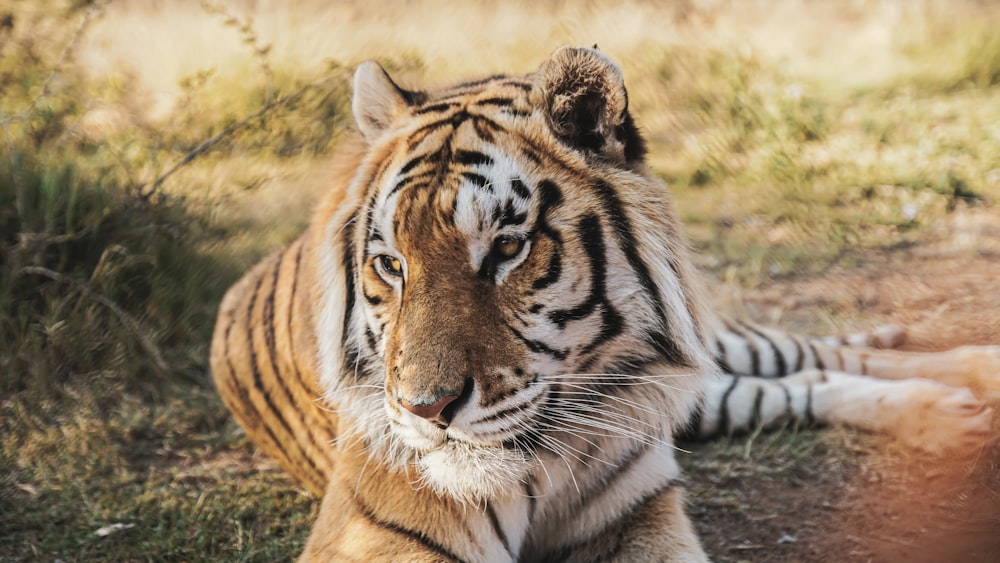 tiger lying on brown grass during daytime