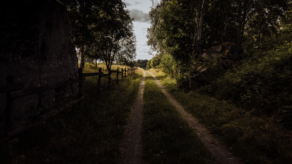 pathway between green trees during daytime