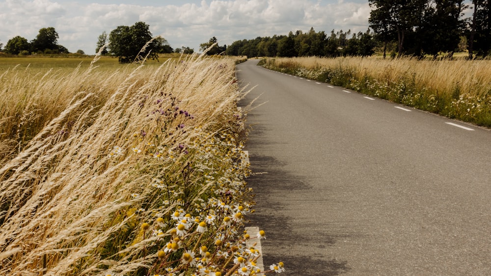 yellow flower on gray asphalt road during daytime