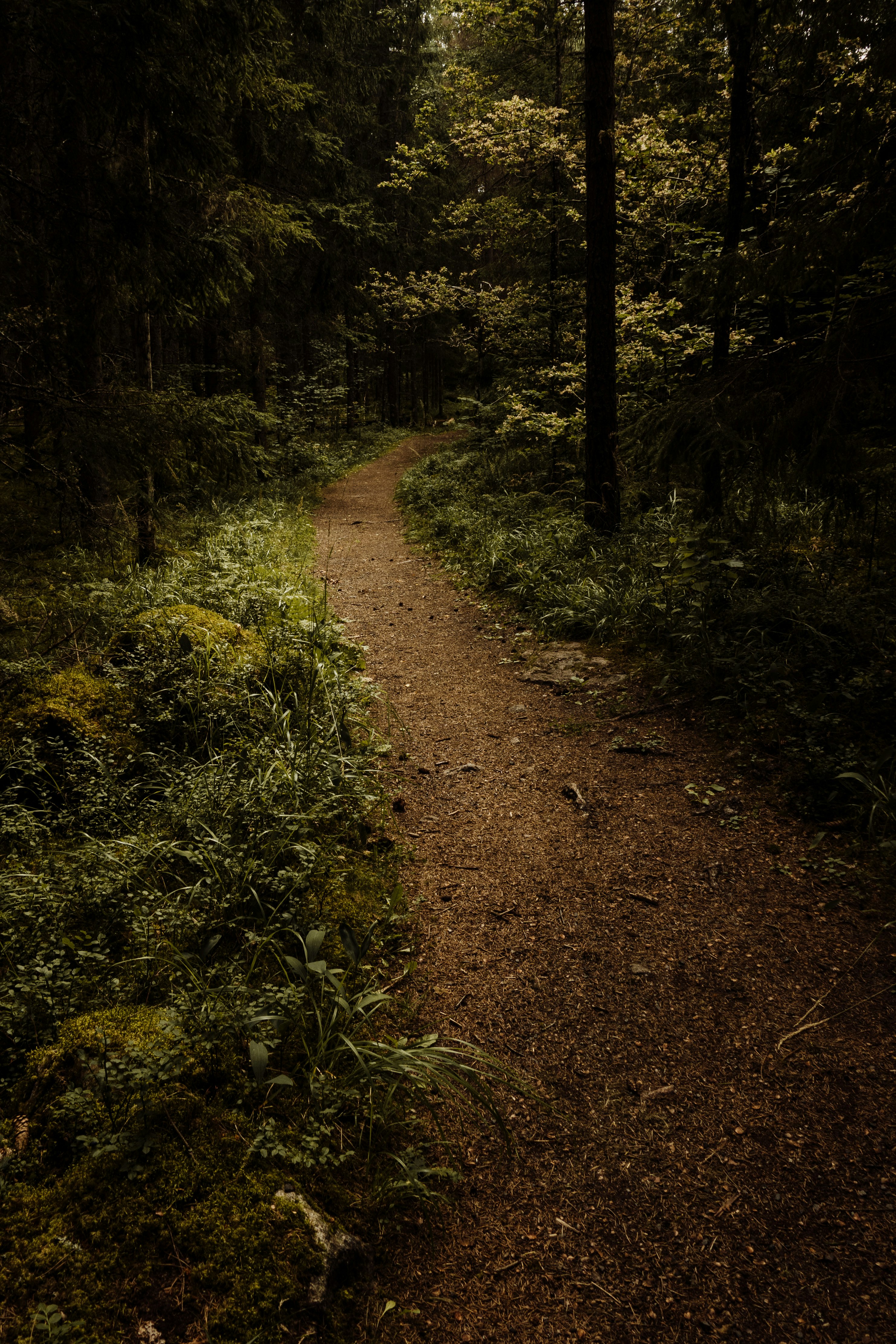 brown dirt road between green grass and trees