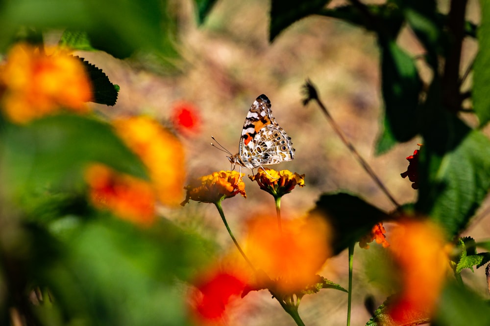 black white and yellow butterfly perched on orange flower