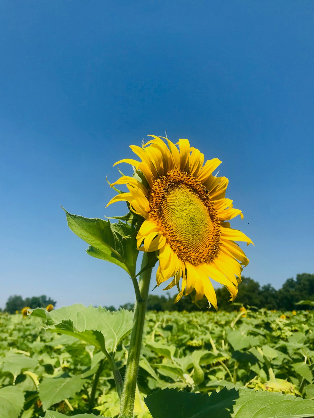 sunflower under blue sky during daytime