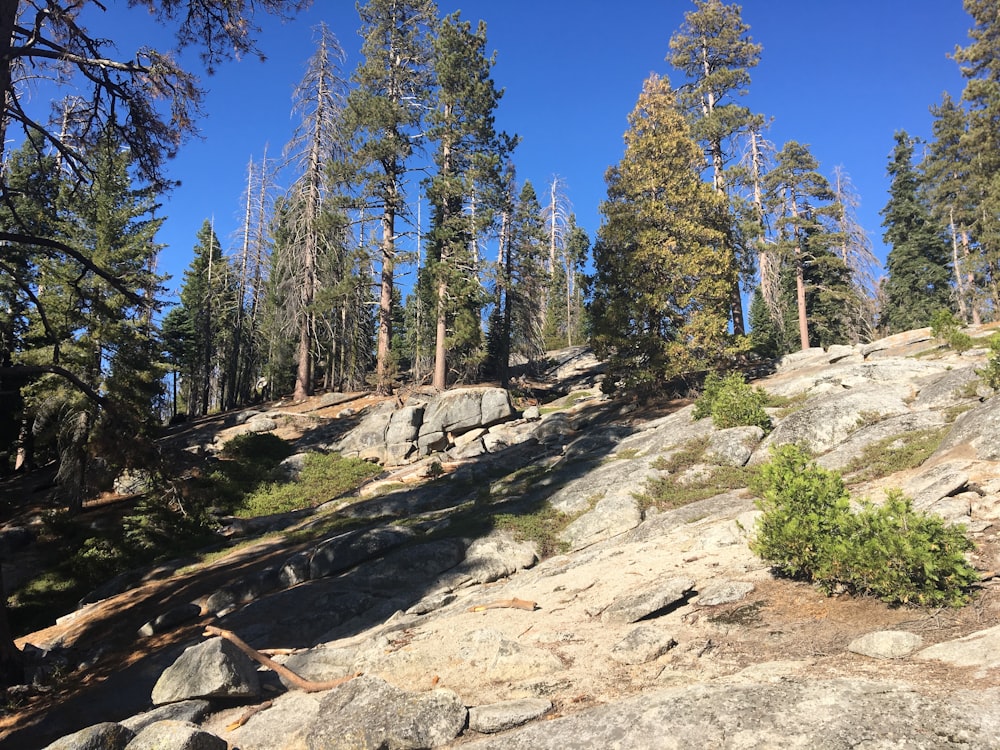 green pine trees on brown rocky hill during daytime
