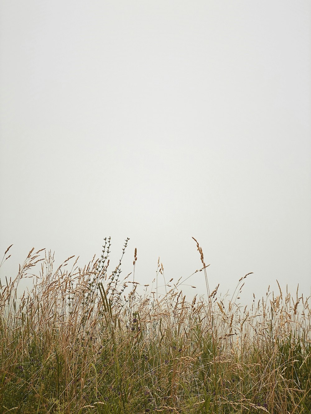 Grünes Grasfeld unter weißem Himmel