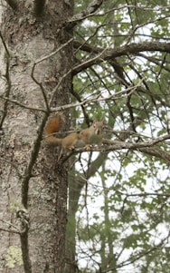 Катерица на дърво в парк в Пловдив.