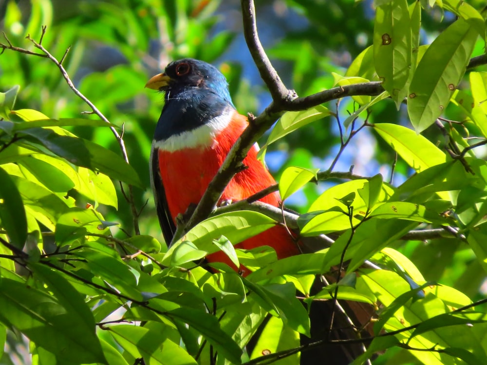 blue red and green bird on tree branch