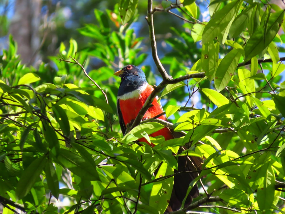 Uccello blu, rosso e nero sul ramo dell'albero durante il giorno