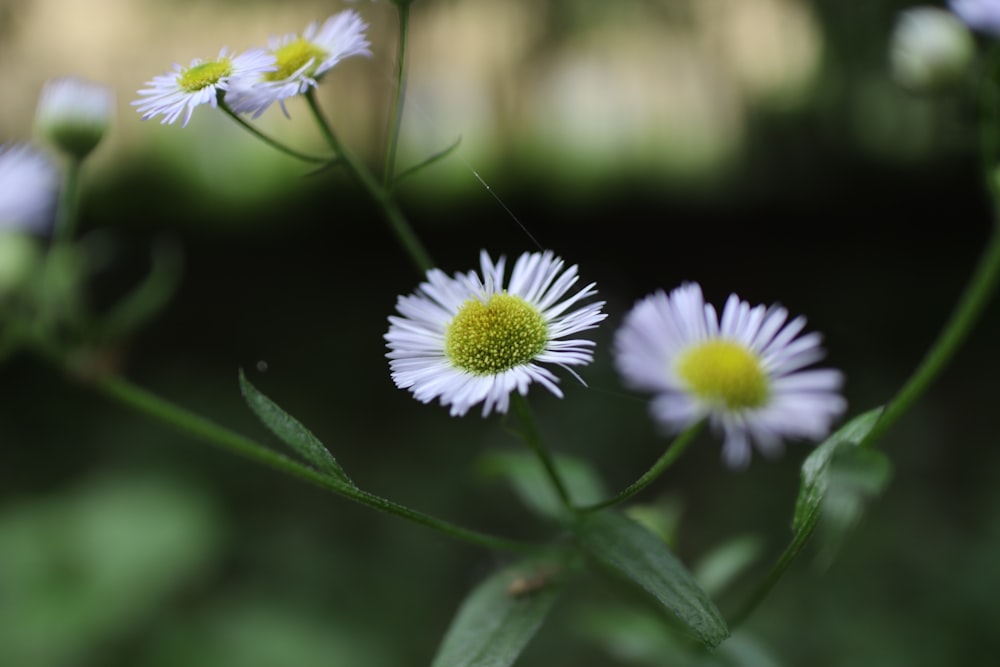 white and yellow flower in tilt shift lens