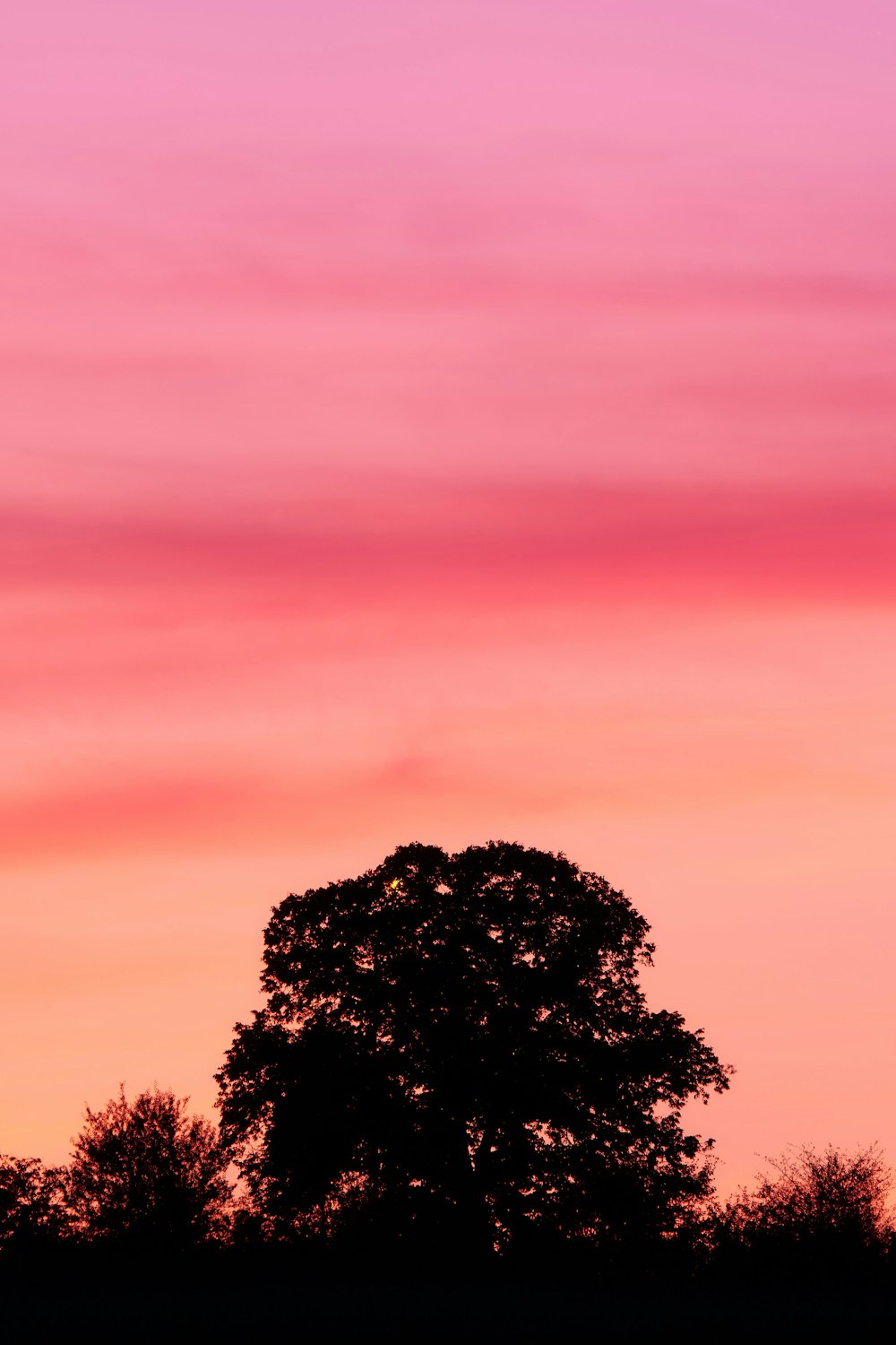 green tree under orange sky