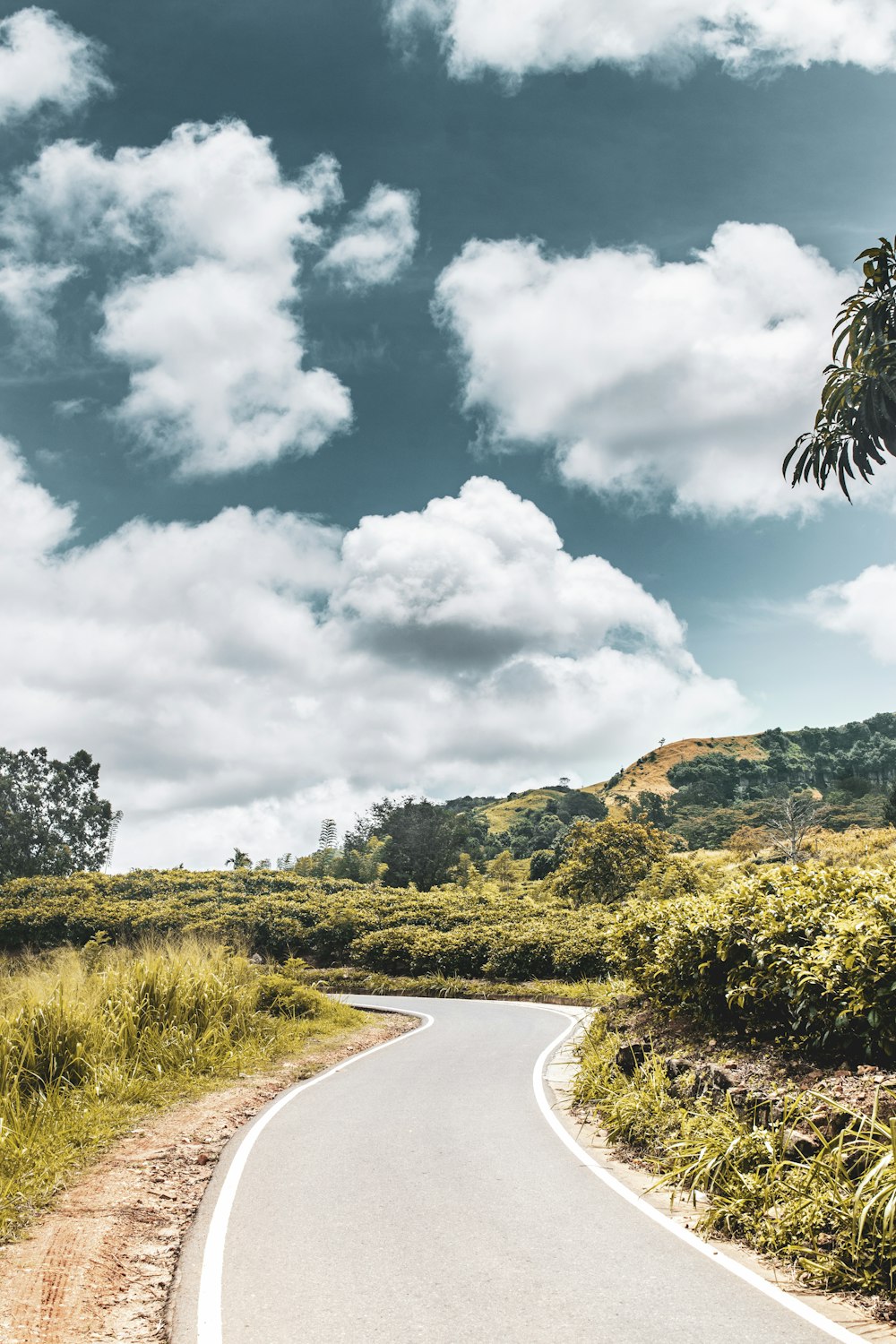 green trees and plants under white clouds and blue sky during daytime