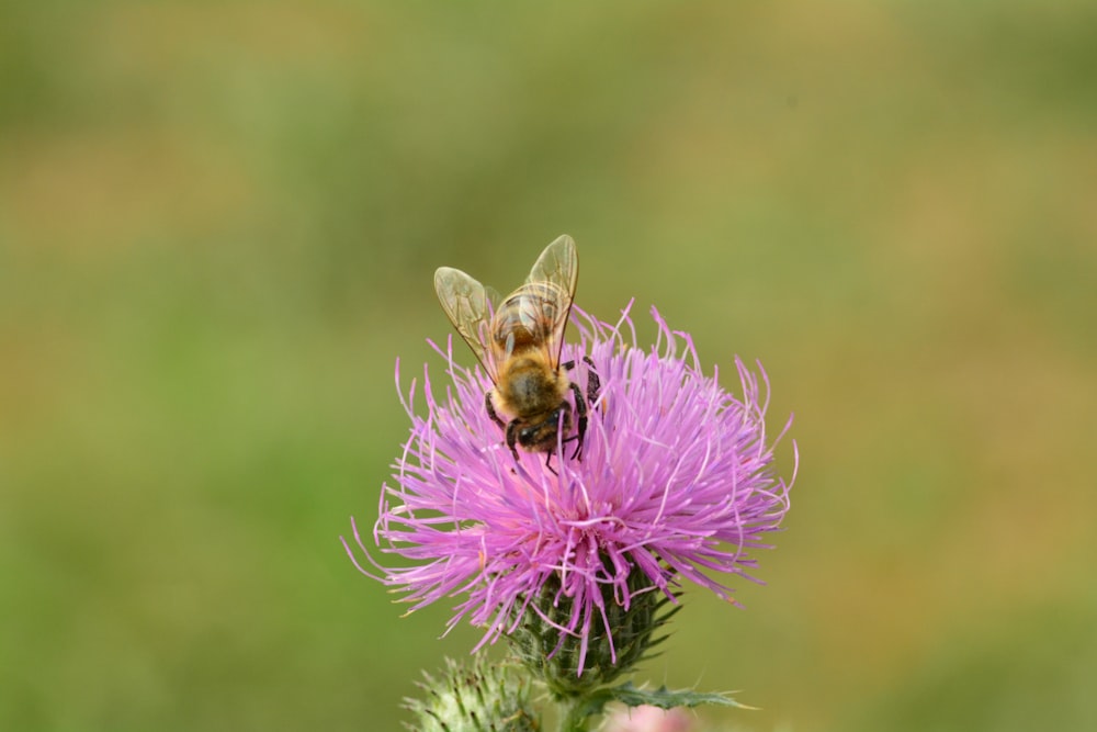 purple flower with bee on top